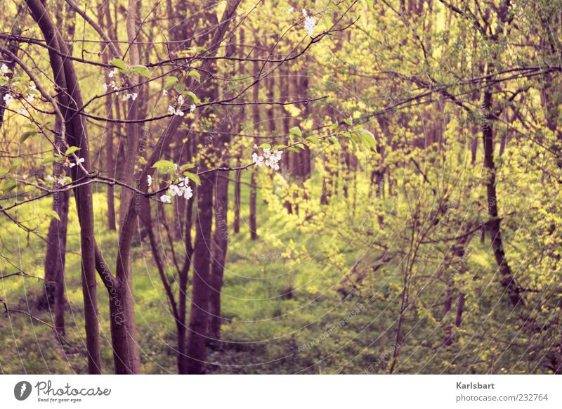 grün. donnerstag. Ausflug Sommer Umwelt Natur Landschaft Pflanze Sonnenlicht Frühling Baum Sträucher Blatt Blüte Wildpflanze Kirschbaum Kirschblüten Wald Holz