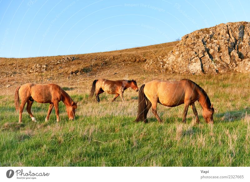 Herde wilder weidender Pferde auf dem Feld Sommer Umwelt Natur Landschaft Pflanze Tier Himmel Horizont Sonnenaufgang Sonnenuntergang Sonnenlicht Frühling Herbst
