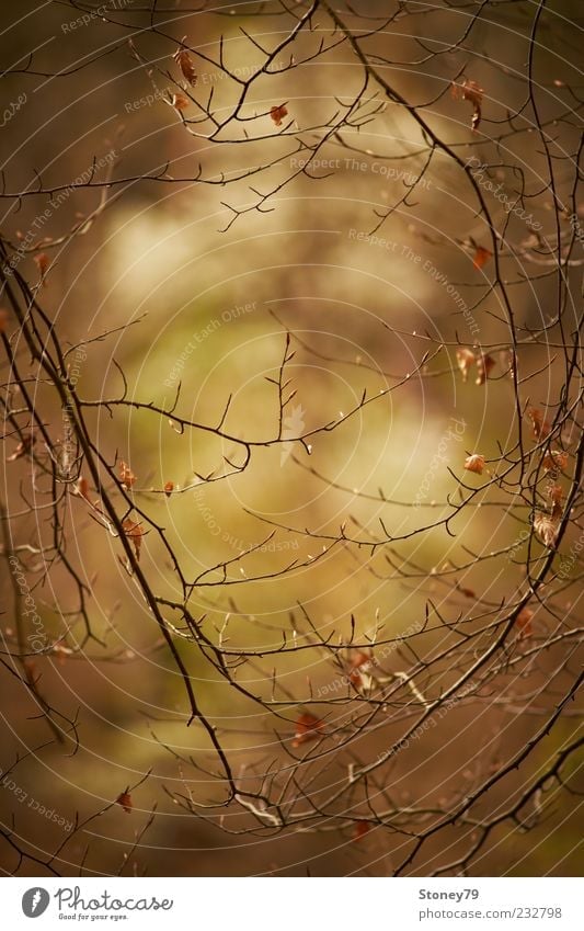 Zweige Natur Pflanze Baum Blatt braun ruhig Sehnsucht Durchblick Rahmen filigran Farbfoto Gedeckte Farben Außenaufnahme Detailaufnahme Menschenleer