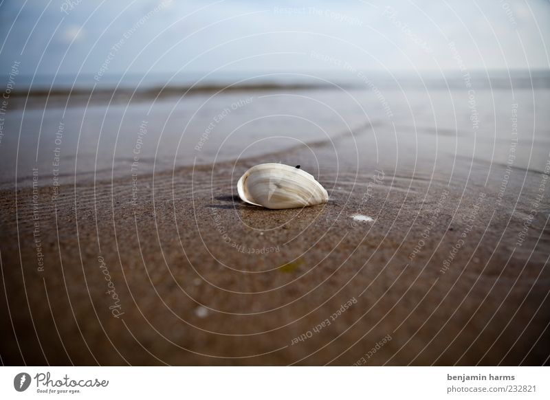 tag am meer #7 Landschaft Sand Wasser Schönes Wetter Wellen Küste Strand Ostsee Meer Muschel 1 Tier ruhig Farbfoto Außenaufnahme Menschenleer Tag