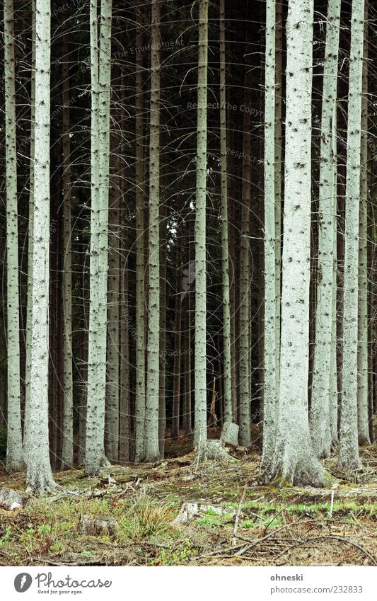 Sauerland Umwelt Natur Pflanze Erde Baum Wald Holz Sorge Sehnsucht Einsamkeit Wachstum ausweglos Hoffnungslosigkeit Farbfoto Außenaufnahme Muster Menschenleer