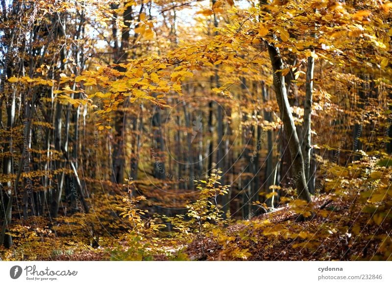 Goldener Herbst Leben Wohlgefühl Erholung ruhig Freiheit Umwelt Natur Landschaft Baum Wald Einsamkeit einzigartig Idylle schön träumen Vergänglichkeit