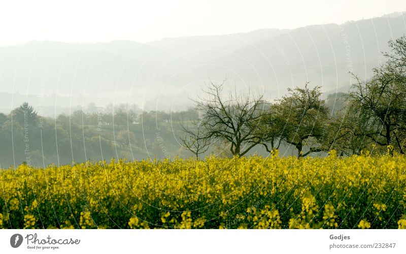 Rapsfeld vor Bäumen und in Nebel getauchte Berge Ausflug wandern Umwelt Natur Landschaft Pflanze Himmel Sonnenlicht Frühling Schönes Wetter Baum Blüte