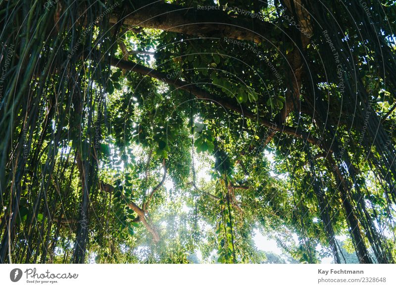Atlantischer Regenwald in Brasilien harmonisch Erholung Ferien & Urlaub & Reisen Tourismus Ausflug Abenteuer Expedition Sommer Sommerurlaub Sonne wandern Umwelt