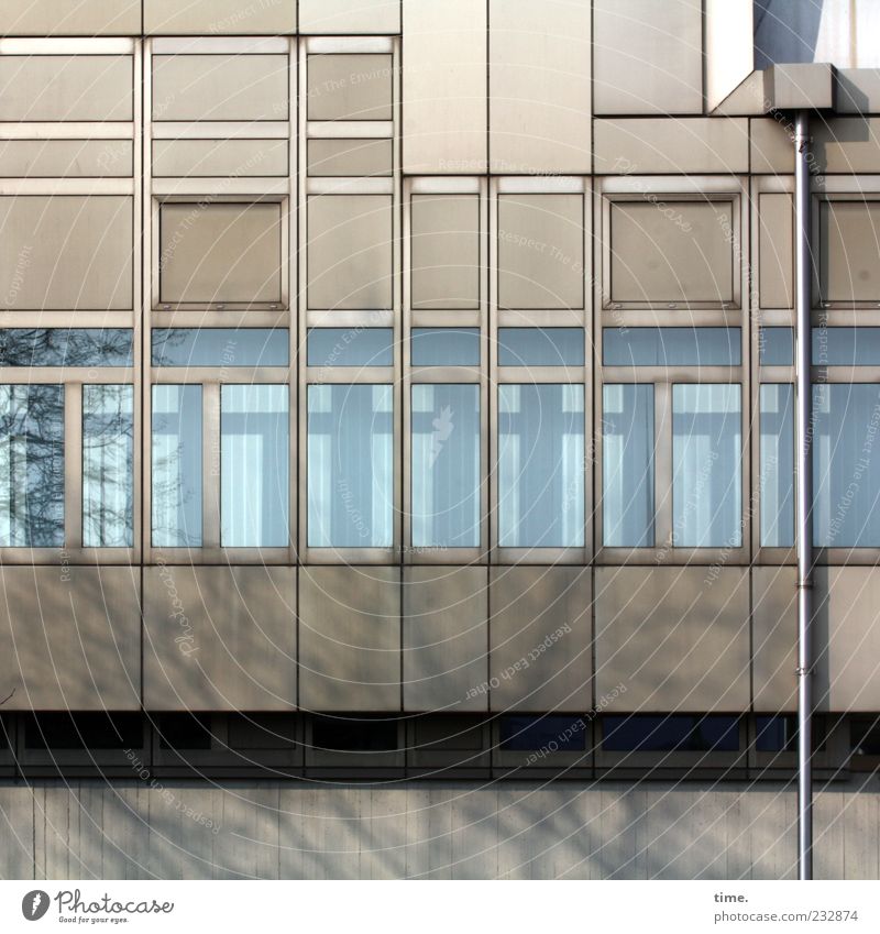 Berliner Grau mit Fallrohr Haus Fassade Fenster eckig Fensterscheibe Rechteck Zweig Fensterfront Textfreiraum oben Farbfoto Gedeckte Farben Außenaufnahme Muster