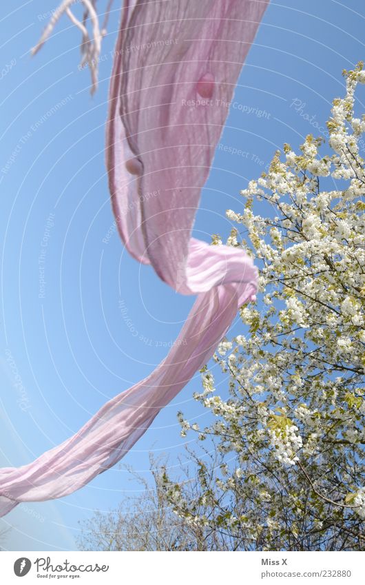 Welle Luft Frühling Schönes Wetter Wind Baum Garten Park Schal fliegen rosa Halstuch Freiheit Tuch Farbfoto mehrfarbig Außenaufnahme Menschenleer