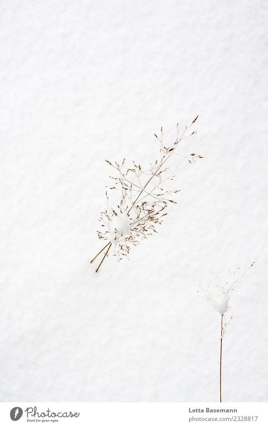 Schnee Umwelt Natur Pflanze Tier Winter Wetter Gras Grünpflanze Wildpflanze Wiese frieren ästhetisch natürlich schön wild weiß Stimmung Einsamkeit kalt
