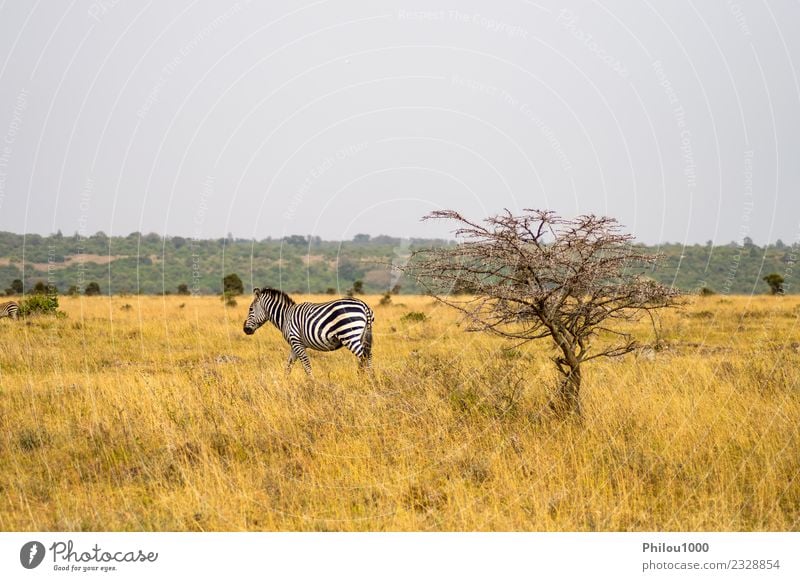 Isoliertes Zebra in der Savanne Haut Ferien & Urlaub & Reisen Abenteuer Safari Menschengruppe Umwelt Natur Landschaft Tier Himmel Gras Park Straße Pferd