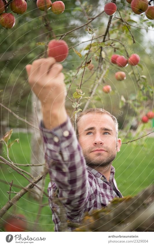 Junger Obstbauer pflückt Äpfel bei der Ernte Lebensmittel Frucht Apfel Ernährung Bioprodukte Gesunde Ernährung Beruf Landwirt Obstbaum Obstgarten Landwirtschaft
