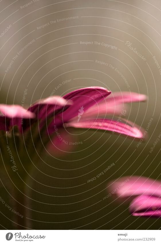 Frühlingsgefühle I Natur Pflanze Blume schön rosa Blütenblatt zart sanft Farbfoto mehrfarbig Außenaufnahme Textfreiraum oben Schwache Tiefenschärfe Nahaufnahme