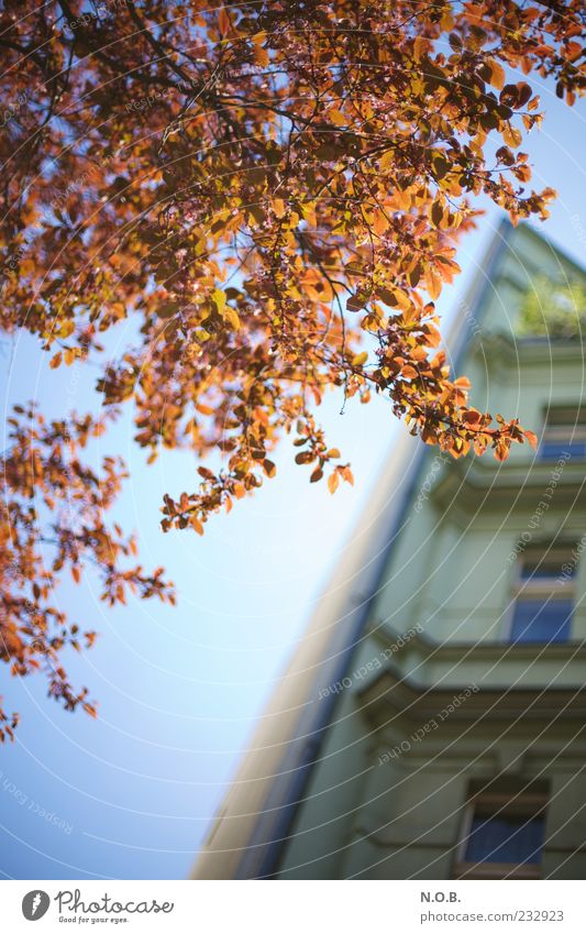 Urban Color Frühling Schönes Wetter Baum Haus ästhetisch Farbfoto mehrfarbig Außenaufnahme Tag Sonnenlicht Unschärfe Fassade Menschenleer