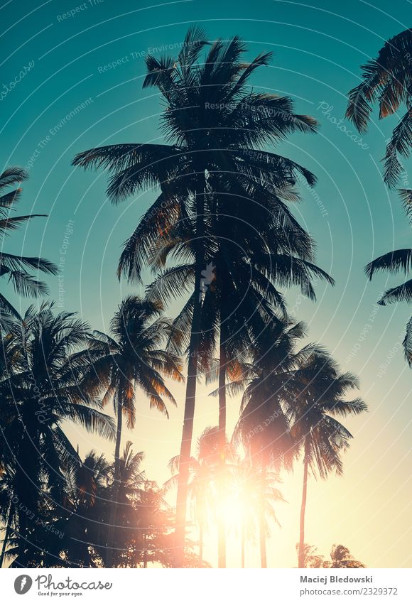 Kokospalmen Silhouetten bei Sonnenuntergang, Urlaubskonzept. exotisch Erholung ruhig Ferien & Urlaub & Reisen Tourismus Ausflug Abenteuer Freiheit Sommer
