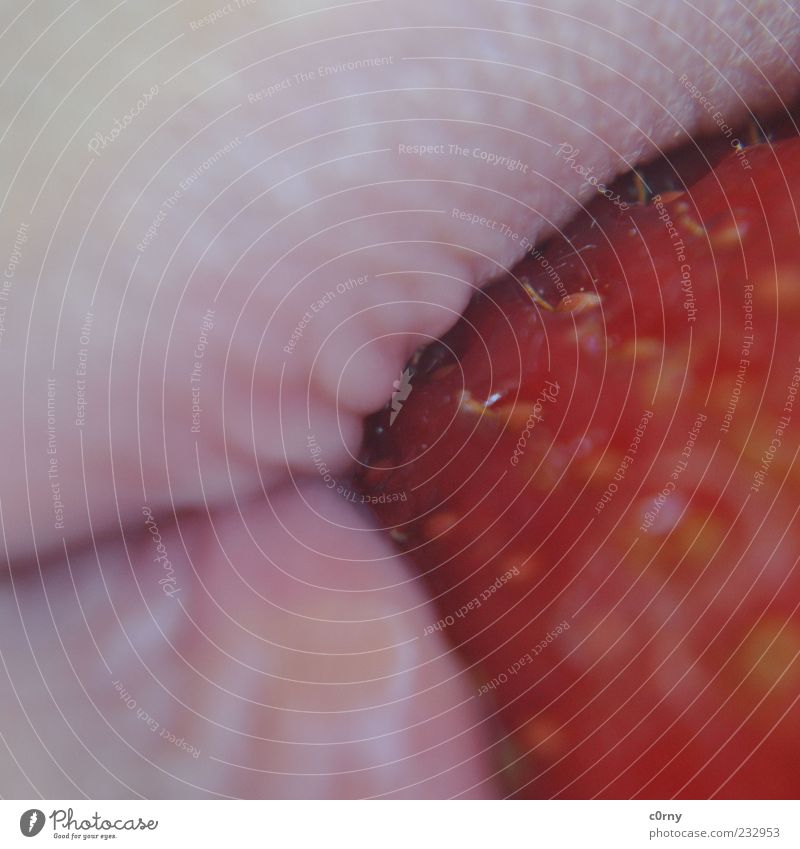 dein Erdbeermund Lebensmittel Frucht Erdbeeren Mund Lippen genießen lecker Farbfoto Außenaufnahme Detailaufnahme Tag Makroaufnahme Nahaufnahme Ernährung