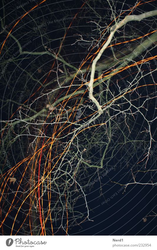 Baumschmuck Pflanze Winter Farbfoto Außenaufnahme Experiment Menschenleer Nacht Blitzlichtaufnahme Geäst Ast Zweig laublos kahl Vor dunklem Hintergrund