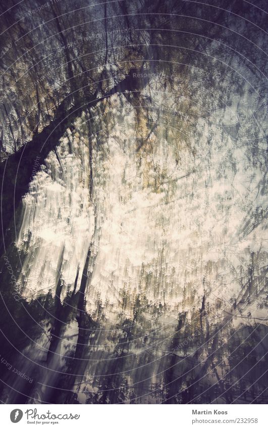 vor sonnenuntergang Natur Landschaft Baum Sträucher ästhetisch schön unten Gefühle Stimmung Lebensfreude Neugier Überraschung träumen gefährlich Stress Unglaube