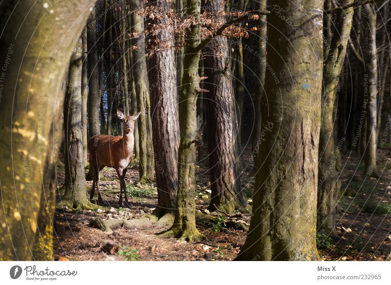 Ein Rehlein steht im Walde Natur Frühling Herbst Baum Tier Wildtier 1 stehen Neugier Schüchternheit Hirsche Buchenwald Farbfoto Gedeckte Farben Außenaufnahme