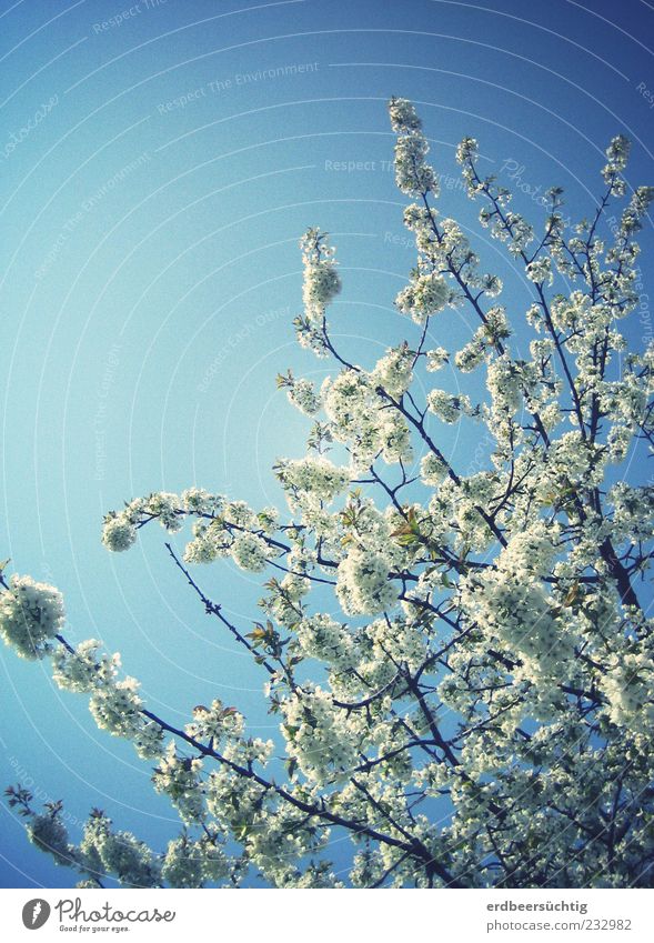 Weiße Pracht Natur Pflanze Himmel Wolkenloser Himmel Frühling Schönes Wetter Baum Blüte Blühend leuchten Wachstum schön blau weiß ruhig Umwelt Zweige u. Äste