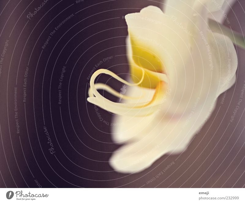 Orchidee, seitlich Pflanze Frühling Blume Duft Makroaufnahme Nahaufnahme Farbfoto Textfreiraum links Hintergrund neutral Schwache Tiefenschärfe Profil