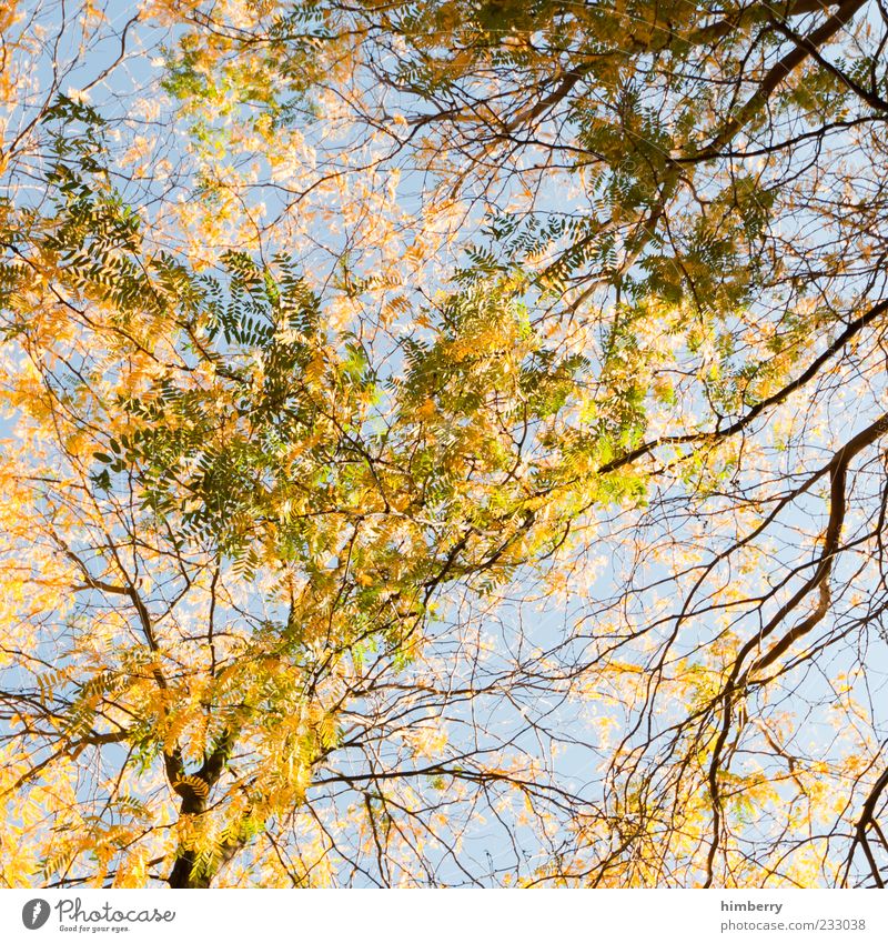 autumn networks Umwelt Natur Sommer Herbst Klima Schönes Wetter Pflanze Baum mehrfarbig gelb Baumkrone Blatt Hintergrundbild Himmel Jahreszeiten Farbfoto
