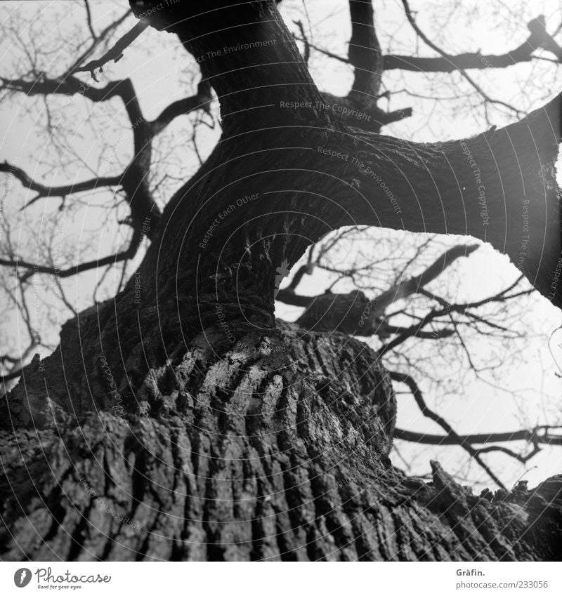 Habe viel erlebt... Natur Baum alt dick gigantisch grau schwarz weiß Kraft Eiche Baumstamm Ast Zweig Baumrinde verzweigt Schwarzweißfoto Außenaufnahme Tag Licht