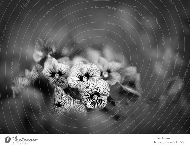 Gestreifte Stiefmütterchen ( Viola) mit weichem Bokeh Trauerfeier Beerdigung Natur Pflanze Frühling Sommer Blume Blüte Garten Park Blühend dunkel schwarz weiß