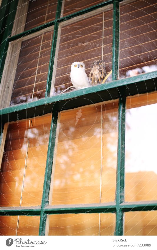 Owls Fenster Tier Eulenvögel 2 ruhig Blick Reflexion & Spiegelung falsch Jalousie Farbfoto Außenaufnahme Menschenleer Textfreiraum unten Textfreiraum Mitte Tag
