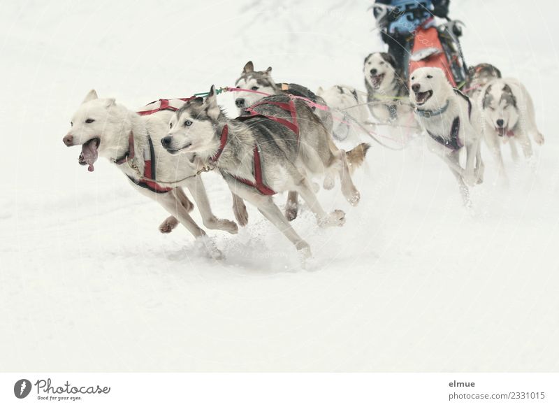 Schlittenhundegespann in voller Fahrt Winter Schnee Hund Schlittenhundrennen Musher Tiergruppe laufen ästhetisch sportlich authentisch Zusammensein muskulös