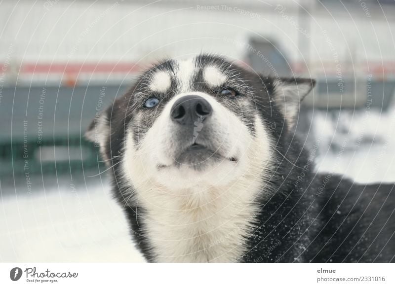 Portait eines Schlittenhundes Winter Hund Husky Schnauze Auge Fell Fellzeichnung Kommunizieren Blick sportlich authentisch elegant schön kuschlig natürlich