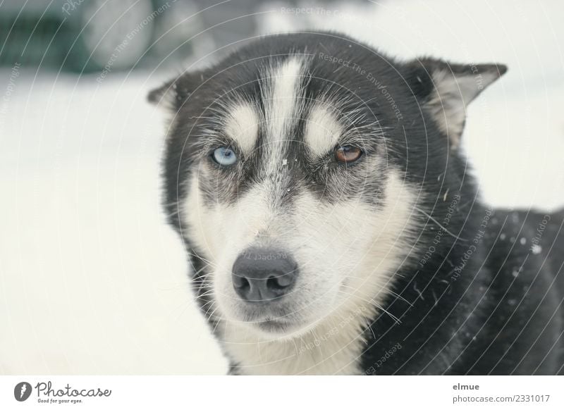 Schlittenhundportrait Freizeit & Hobby Winter Hund Husky Nase Schnauze Fell beobachten Kommunizieren Blick sportlich blau braun Kraft Mut Vertrauen Tierliebe