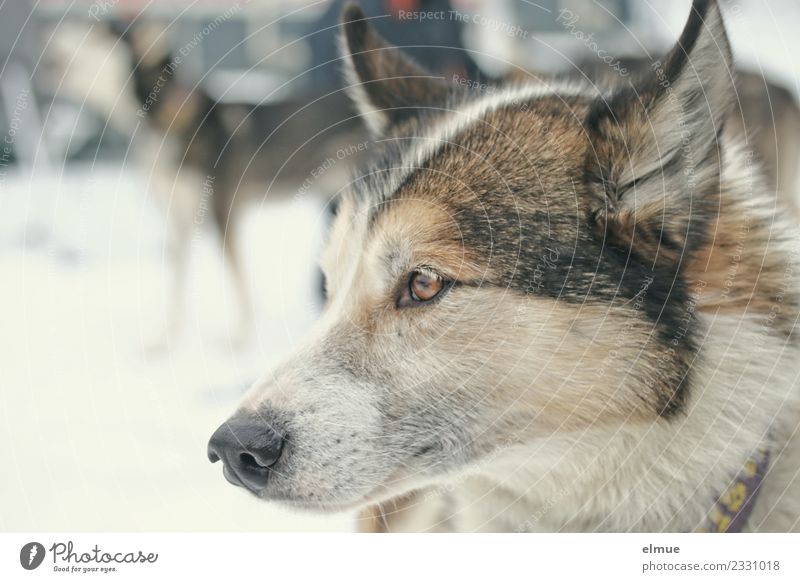 Schlittenhundportrait Hund Husky Fell Ohr Schnauze hören Blick ästhetisch sportlich authentisch Zufriedenheit Lebensfreude Vorfreude Kraft Tierliebe Wachsamkeit