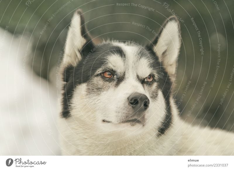 Portrait eines Huskys Winter Schnee Hund Schlittenhund Ohr Auge Schnauze Fell beobachten hören Blick ästhetisch sportlich authentisch kuschlig nah Kraft