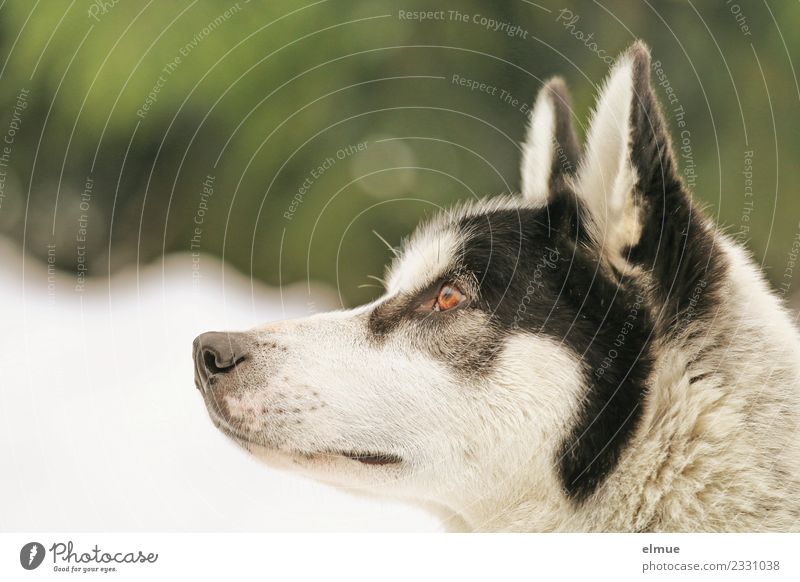 Portrait eines Huskys Winter Schnee Hund Schlittenhund Fell Ohr Schnauze Auge hören Blick ästhetisch sportlich authentisch elegant kuschlig nah schön