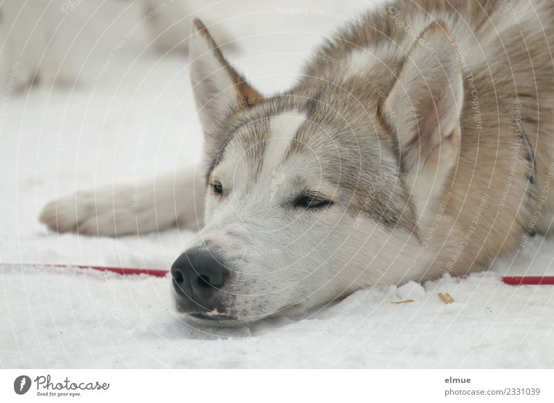 ausruhender Schlittenhund Winter Schnee Hund Husky Schnauze Ohr Fell Fellzeichnung liegen schlafen ästhetisch sportlich kuschlig Zufriedenheit Vertrauen