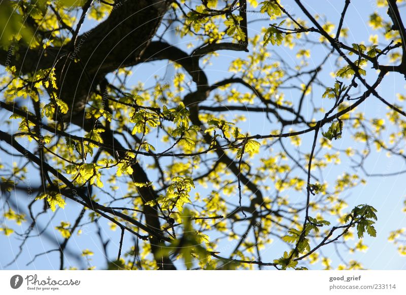 spring (-'break' kommt noch) Umwelt Natur Pflanze Himmel Klima Schönes Wetter blau mehrfarbig gelb grün Baum Ast Zweig Zweige u. Äste Blatt Blauer Himmel
