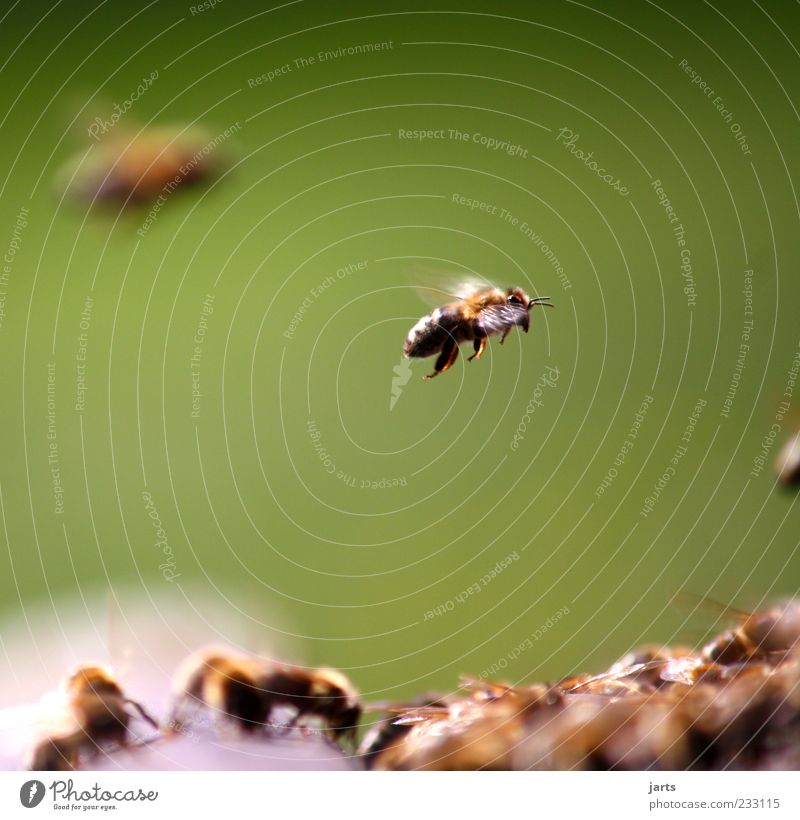 sumsum Wildtier Biene Schwarm Arbeit & Erwerbstätigkeit fliegen Natur fleißig Honigbiene Farbfoto Außenaufnahme Nahaufnahme Menschenleer Textfreiraum oben