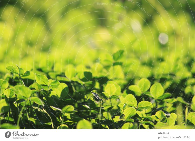 Glücksmoment Natur Pflanze Grünpflanze Nutzpflanze Wiese natürlich positiv gelb grün Stimmung Frühlingsgefühle Optimismus Farbfoto Außenaufnahme Menschenleer