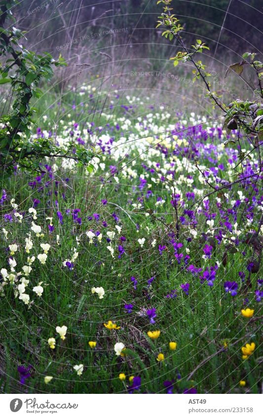 englischer Garten Sommer Umwelt Natur Pflanze Frühling Blume Gras Blüte Wiese Alpen frisch schön gelb grün violett weiß wild Morgen Farbfoto Außenaufnahme
