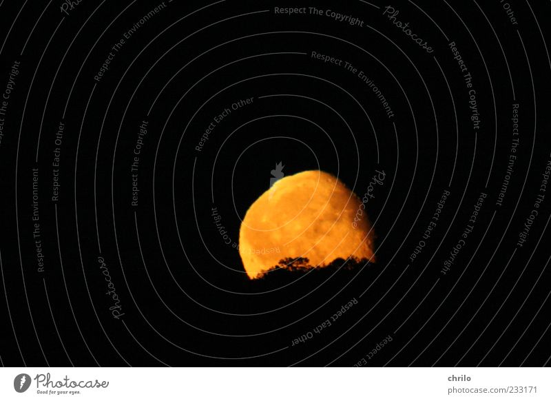 Mondaufgang Natur Landschaft Himmel Nachthimmel Vollmond Baum Hügel Menschenleer Kugel hell gelb gold schwarz Mondschein Farbfoto Außenaufnahme Nachtaufnahme