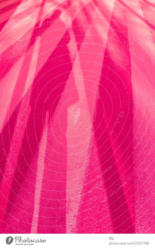 pink Mensch maskulin Mann Erwachsene 1 Teppich Linie ästhetisch außergewöhnlich rosa Design einzigartig Farbe Idee Identität Inspiration Kreativität Kultur
