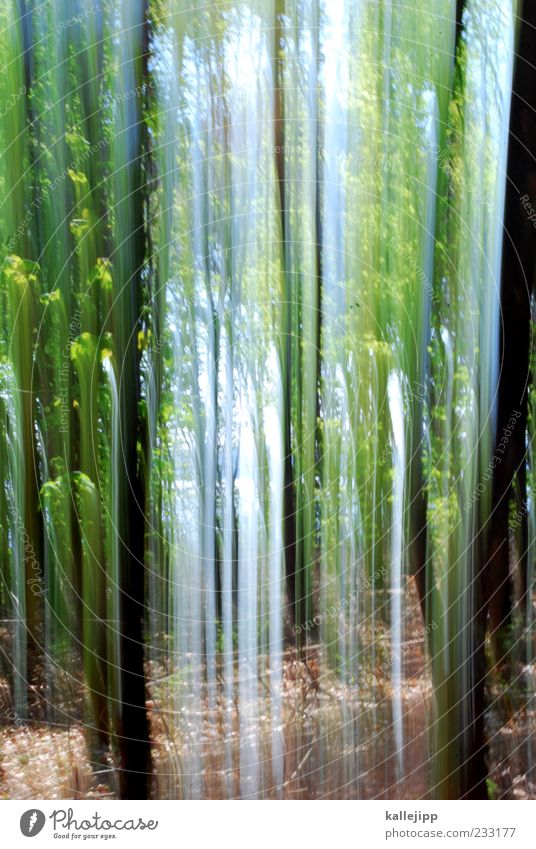 frühlingserwachen Umwelt Natur Landschaft Erde Luft Pflanze Baum Wald Bewegung Erholung nachhaltig Frühling Licht Farbfoto mehrfarbig Außenaufnahme Experiment