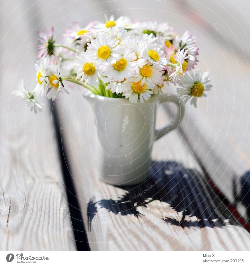 Kleiner Gruß Muttertag Pflanze Sonnenlicht Frühling Sommer Blume Blüte Blühend Duft schön Kitsch Gänseblümchen Vase Blumenstrauß Blumenvase klein Miniatur