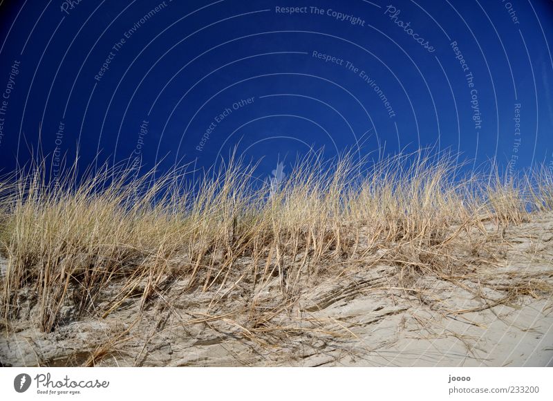 Dünengras Natur Pflanze Sand Himmel Wolkenloser Himmel Horizont Sträucher Küste Strand Insel blau Farbfoto mehrfarbig Außenaufnahme Menschenleer
