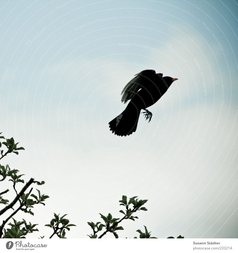 flieg! Baum Wildtier Vogel Krallen fliegen Amsel Luftverkehr Abheben Blatt Flügel Flucht positiv steigend Gedeckte Farben Außenaufnahme Experiment Menschenleer