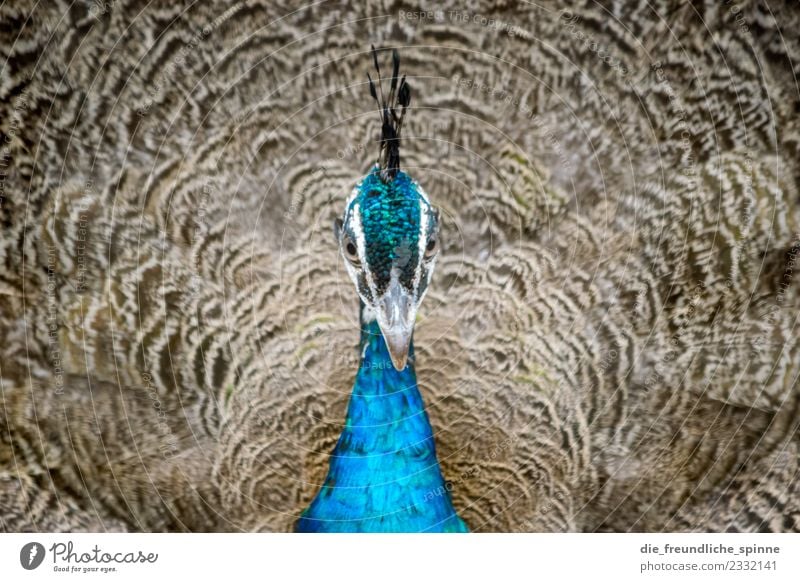 Blauer Pfau Natur Tier Wildtier Vogel Flügel Zoo Pfauenfeder Fasanenartiger Hühnervögel 1 beobachten leuchten träumen ästhetisch außergewöhnlich exotisch schön