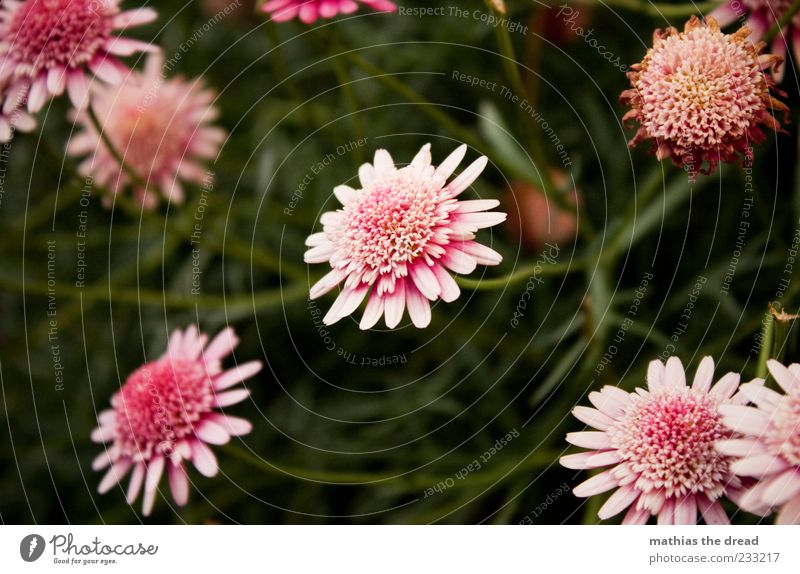 IHR NAME WAR ROSA Umwelt Natur Pflanze Frühling Sommer Schönes Wetter Blume Blatt Blüte Garten Park Wiese Duft elegant exotisch schön Kitsch natürlich rosa weiß