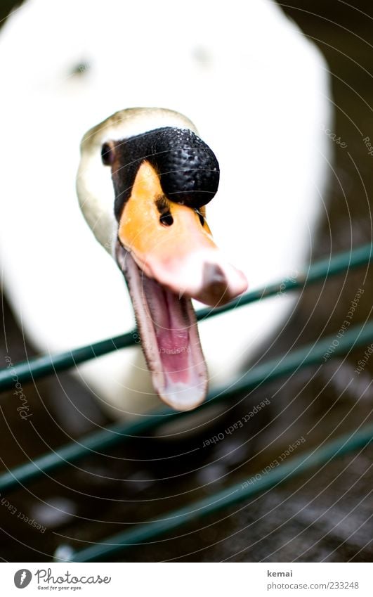 Donald Duck Umwelt Natur Tier Wildtier Schwan Tiergesicht Schnabel 1 schreien Aggression schnappen beißen Zunge Geländer Barriere gefährlich Farbfoto
