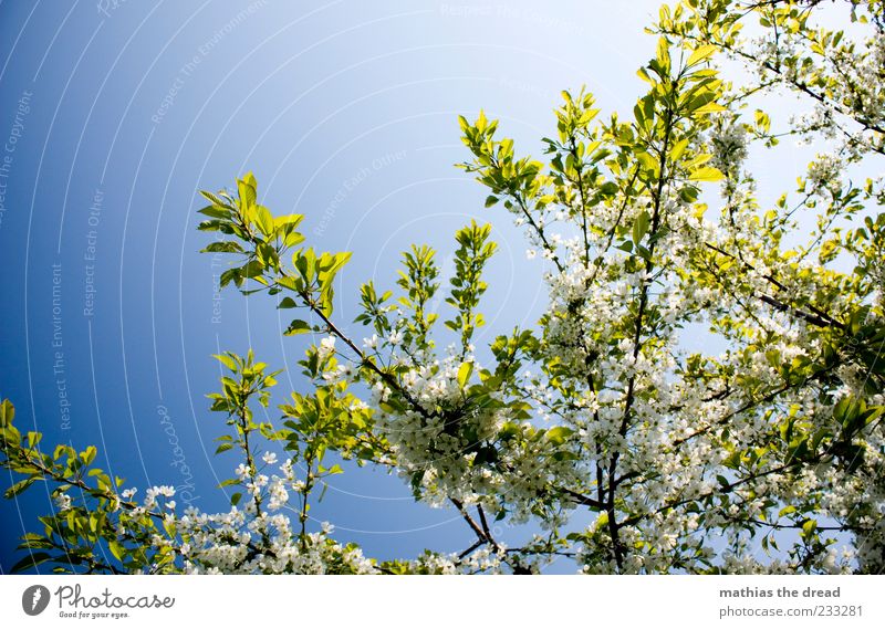KIRSCHBLÜTE Umwelt Natur Pflanze Himmel Wolkenloser Himmel Sonnenlicht Frühling Schönes Wetter Baum Blatt Blüte Duft weiß Frühlingsgefühle Baumkrone Blätterdach