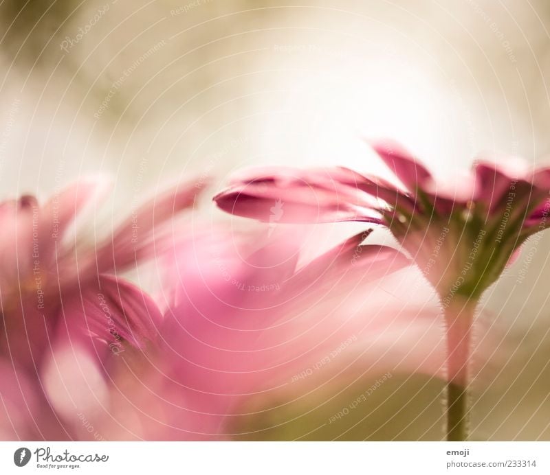 tender Natur Pflanze Frühling Blume Duft rosa sanft zart Blütenblatt Farbfoto Außenaufnahme Nahaufnahme Detailaufnahme Makroaufnahme Textfreiraum oben Tag