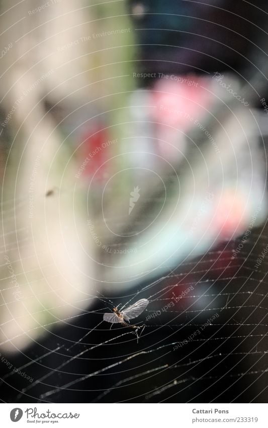 nowhere Tier Wildtier Totes Tier Fliege Insekt 1 hängen Tod Spinnennetz gefangen Falle Klebrig Flügel Florfliege Ende Farbfoto Außenaufnahme Tag Unschärfe