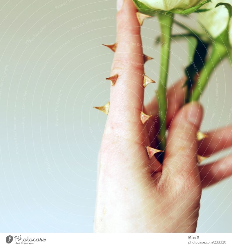 Dornenfinger Hand Finger Pflanze Blume Rose Blatt Blüte Blühend Spitze stachelig Schutz Feindseligkeit bizarr Surrealismus Stachel Stengel Rosengewächse